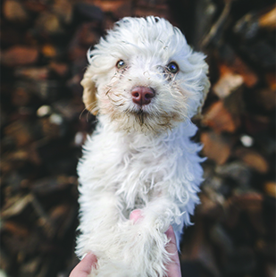 dog1
