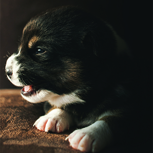 dog2