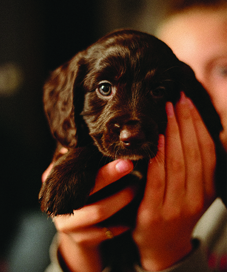 dog3