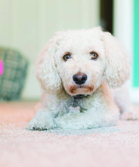 dog4